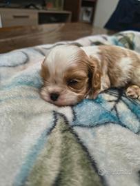 Cuccioli di cavalier king