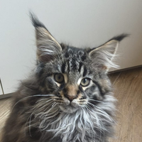 Maine Coon cuccioli
