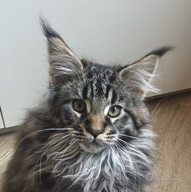 Maine Coon cuccioli