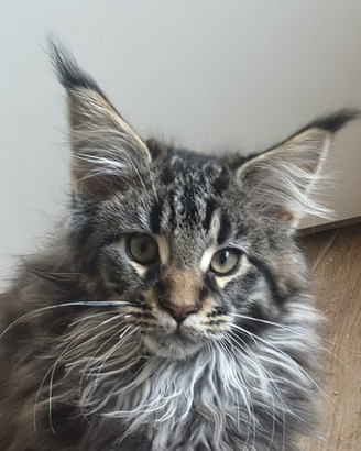 Maine Coon cuccioli