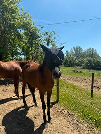 Pony araba bravissima sia montata che da terra