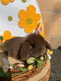 Cucciolo minilop cioccolato