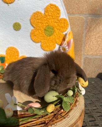 Cucciolo minilop cioccolato