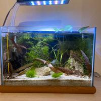 acquario