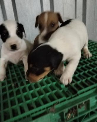 Jack Russell