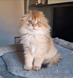 Femmina Scottish fold a pelo lungo