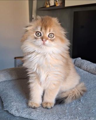 Femmina Scottish fold a pelo lungo