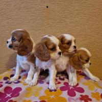 Cavalier King