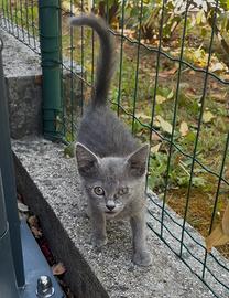 Gattina di 3 mesi