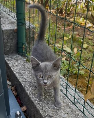 Gattina di 3 mesi