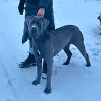 Cane corso