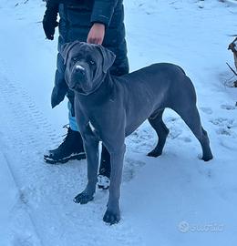 Cane corso