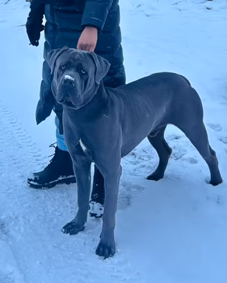 Cane corso