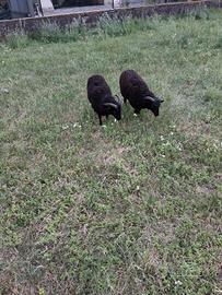 Agnello qoussant di 8 mesi