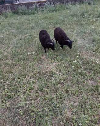 Agnello qoussant di 8 mesi