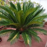 Cycas