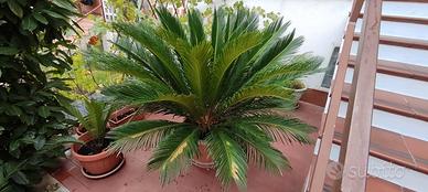 Cycas