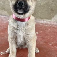 Cucciolo cane maschio adotta meticci taglia media