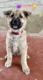 Cucciolo cane maschio adotta meticci taglia media