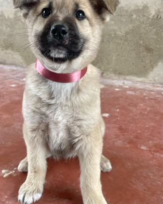 Cucciolo cane maschio adotta meticci taglia media