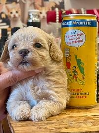 Cuccioli di Maltipoo