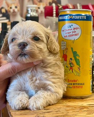 Cuccioli di Maltipoo