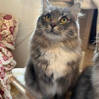 Gatto siberiano