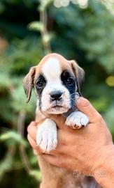 Cuccioli Boxer