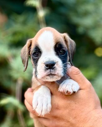 Cuccioli Boxer