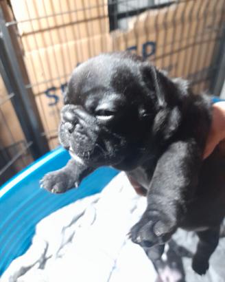 Bulldog francesi