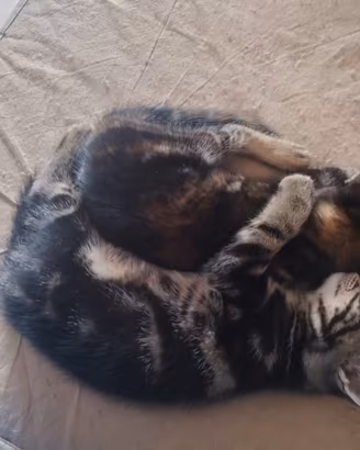 Gattini