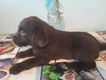 Cuccioli di labrador retriever puro chocolate