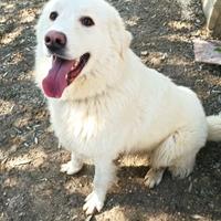 Cucciolone di 1 anno simil maremmano