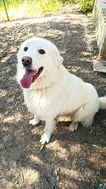 Cucciolone di 1 anno simil maremmano