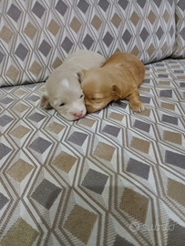 Cuccioli di maltipoo mini toy