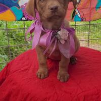 Otto fratellini morbisissimi