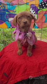 Otto fratellini morbisissimi