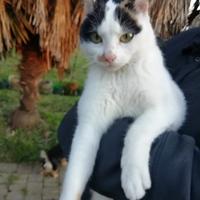 Gattina Certosina X Bengala