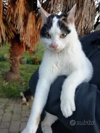 Gattina Certosina X Bengala