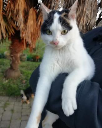 Gattina Certosina X Bengala