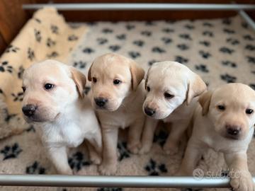 Cuccioli di Labrador retriver miele