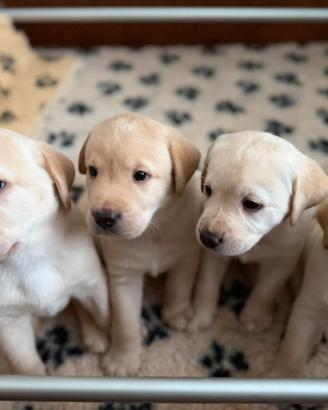 Cuccioli di Labrador retriver miele