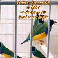 Uccelli