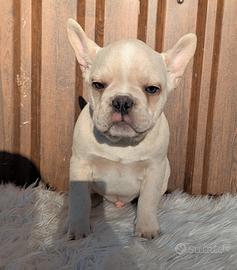 Bulldog francese tan merle
