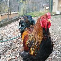 Gallo Brahma
