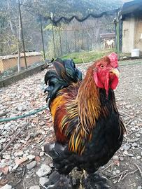 Gallo Brahma