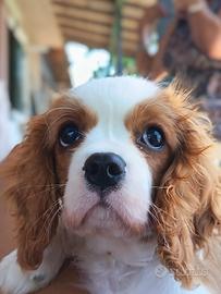 Cavalier king charles spaniel