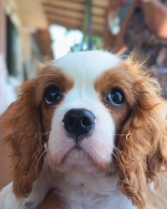 Cavalier king charles spaniel