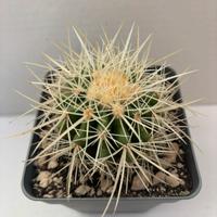 🌵piante grasse-cactus-succulente-collezione🌵