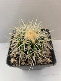 🌵piante grasse-cactus-succulente-collezione🌵